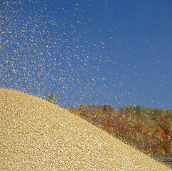Wood chip production, virgin fiber, being blown into piles outdoors to make pulp for paper at a paper mill.