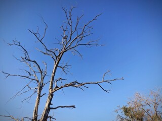dry tree