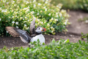 Puffins on the ground on Inner Farne Lsland in the Farne Islands, Northumberland, England