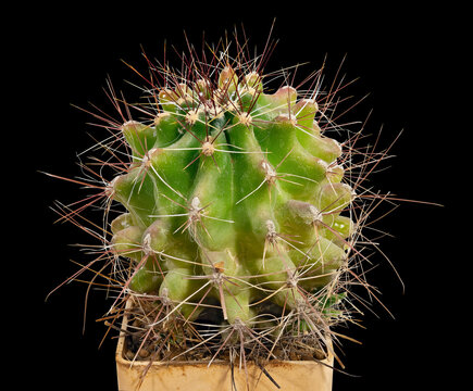 Cactus Copiapoa Cinerea Ssp. Dealbata (Latin Name), Birthplace of Chile, Fourteen Years Old. Can Serve as A Decoration for Any Collection. Cut On Black Background
