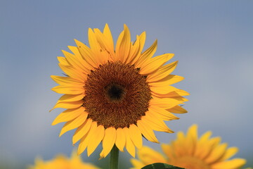 Obraz premium We have a large sunflower field in the countryside