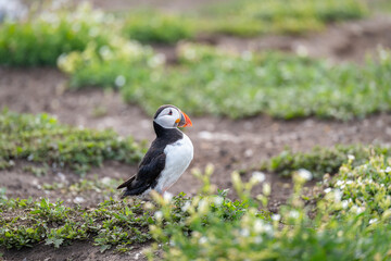 Puffins on the ground on Inner Farne Lsland in the Farne Islands, Northumberland, England