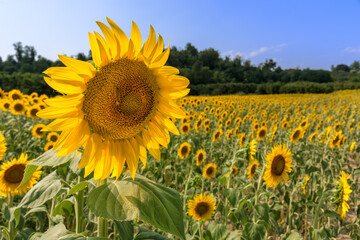 Fototapeta premium sunflower flower with bee in field as blurred background on blue sky in Farigliano, Langhe, Italy