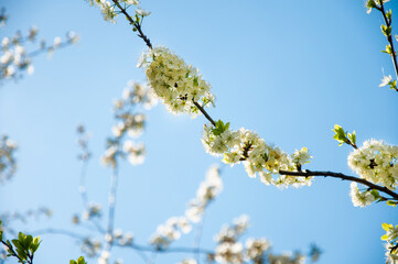 flowering branches of a cherry tree against a background of clear blue sky, spring. High quality photo