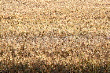 小麦畑　小麦