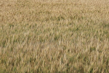 小麦畑　小麦