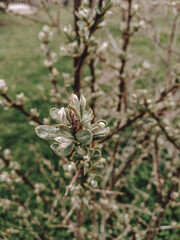 Close-up of a tree