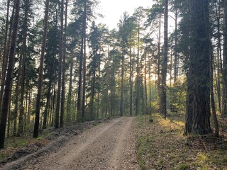 Road in a pine tree forest