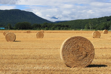小麦ロール　小麦　ロール　麦稈ロール　収穫