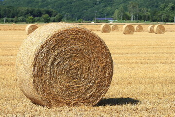 小麦ロール　小麦　ロール　麦稈ロール　収穫
