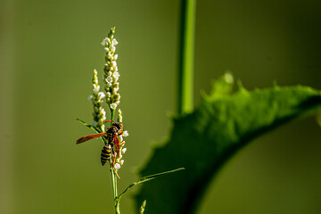 wasp on the grass