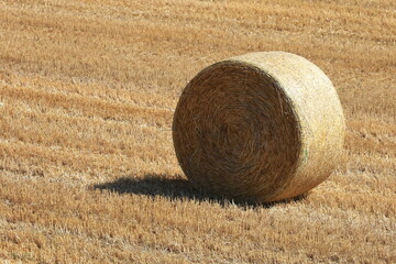 小麦ロール　小麦　ロール　麦稈ロール　収穫