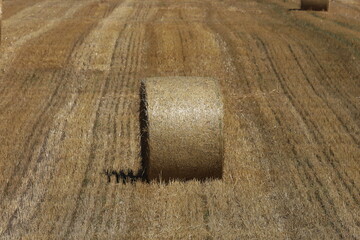 小麦ロール　小麦　ロール　麦稈ロール　収穫