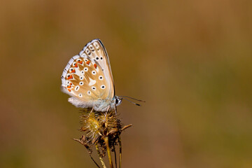 light blue winged small butterfly, coridon