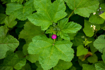 Small fuchsia flower amid large green leaves.
