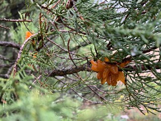 Close up of some coniferous tree