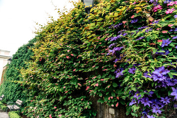 Mirabell Castle garden View, Salzburg.