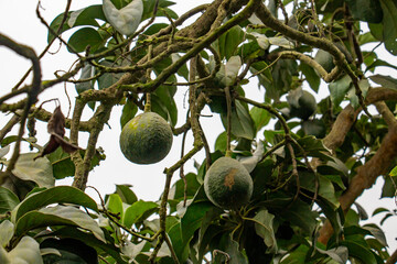 Avocados hanging from tree, green fruit. Scientific name: Persea americana