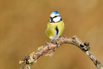Blue tit (Cyanistes caeruleus) perched on a curved branch. Wild bird with colourful plumage.