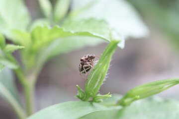 Insect enjoy with its nature