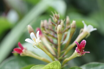 Beautiful white and red flower