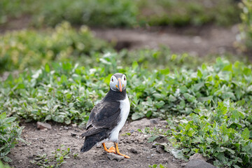 Puffin on the ground on Inner Farne Island in the Farne Islands, Northumberland, England