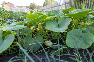 Pumpkins grow in a garden bed.Small round pumpkins lie on the ground in the middle of the leaves....