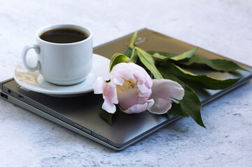beautiful pink peony, coffee cup on gray background