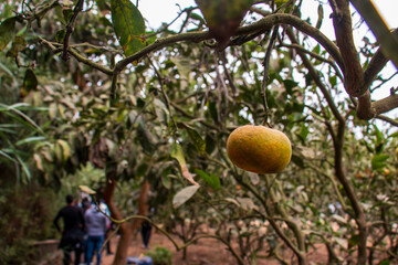 mandarins in plants ready to be harvested. Scientific name: Citrus reticulata