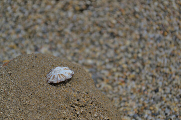 A small white shell on the sand with a blurred background.