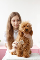 A girl with blue eyes and brown hair holds the head of a miniature shaggy red poodle with one hand, and combs the dog with the other
