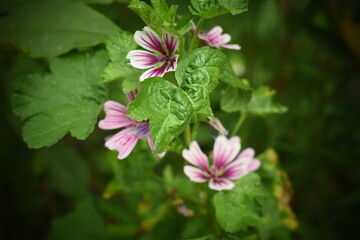 How beautiful are these flowers.