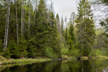 Fototapeta na wymiar northern forest landscape, river in a coniferous forest, panorama Karelia Russia,