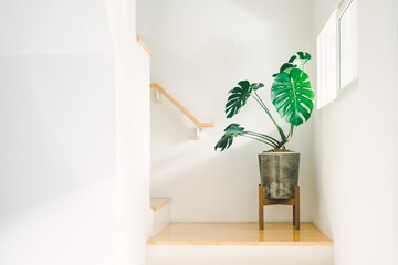 Giant monstera plant or houseplant in loft cement pot with wooden stand located at stair near by light window. Concept home decoration and house and living room plant in minimal design. © Anan