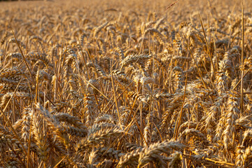 Ein Getreide Feld im Abendrot 