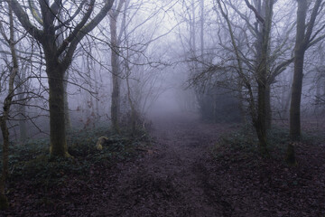A muddy track through a spooky English forest. On a foggy, winters day