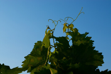 Weinranken die Empor wachsen in Rheinhessen