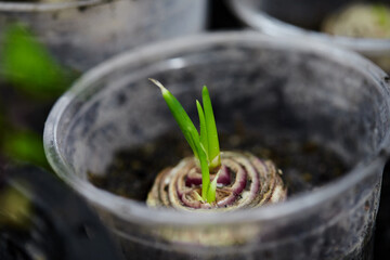 closeup Onion sprout  in the pot