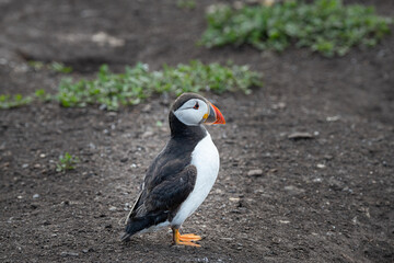 Puffins on the ground on Inner Farne Island in the Farne Islands, Northumberland, England