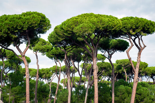 Stone pine trees, botanical name Pinus pinea, aka Italian stone pine, umbrella pine and parasol pine, in Rome, Italy