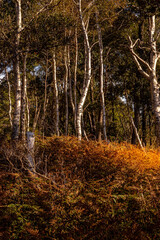 forest in autumn
