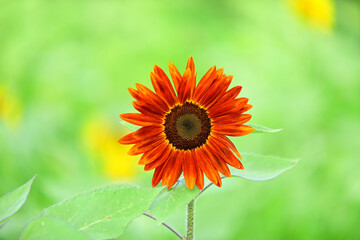 I want to go to a sunflower field to take some nice photos