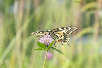 Swallowtail butterfly (Papilio machaon) on a clover blossom. Ventral view.