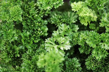 Fresh Parsely