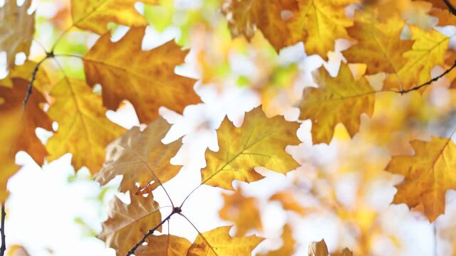 4K stock video footage of beautiful bright colourful fall leaves isolated in idyllic peaceful blurred autumn sunny landscape. Great autumn background with sunset or sunrise sunshine through foliage