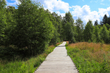 Wooden planks away in black moor, Rhoen mountains - Germany