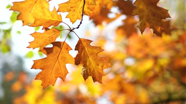 4K stock video footage of beautiful bright colourful fall leaves isolated in idyllic peaceful blurred autumn sunny landscape. Great autumn background with sunset or sunrise sunshine through foliage