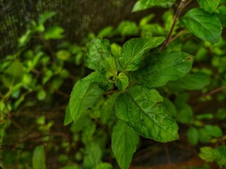 Green thulasi plant