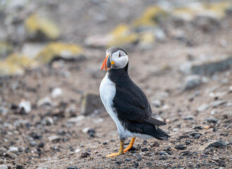 Puffins on the ground on Inner Farne Lsland in the Farne Islands, Northumberland, England