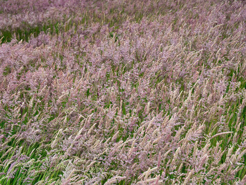 A field of cultivated grass in Antrim, Northern Ireland, UK
